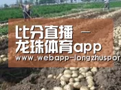 种植基地八