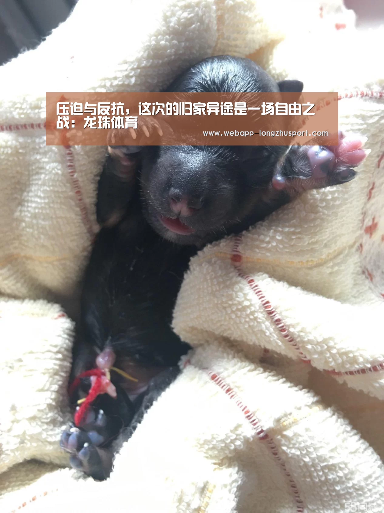 龙珠体育体育